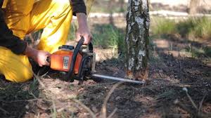 Trusted Holly Hill, FL  Tree Services Experts